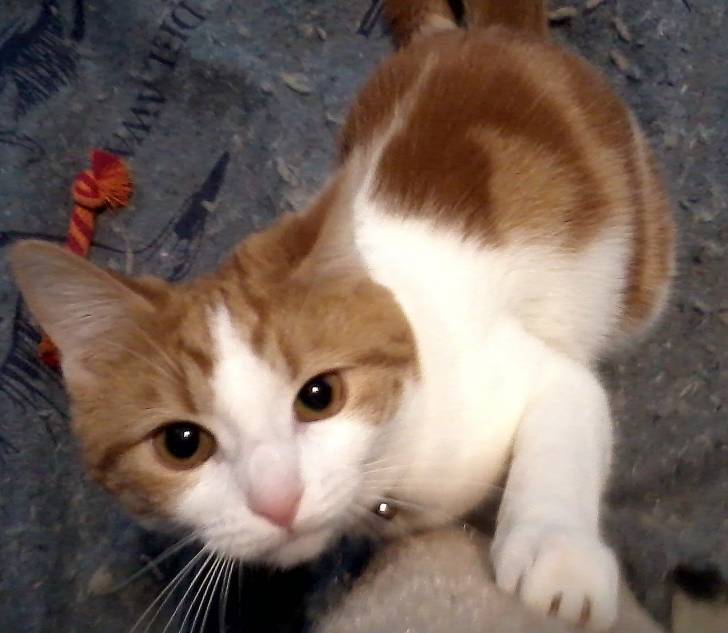Silvie - (2 ans)