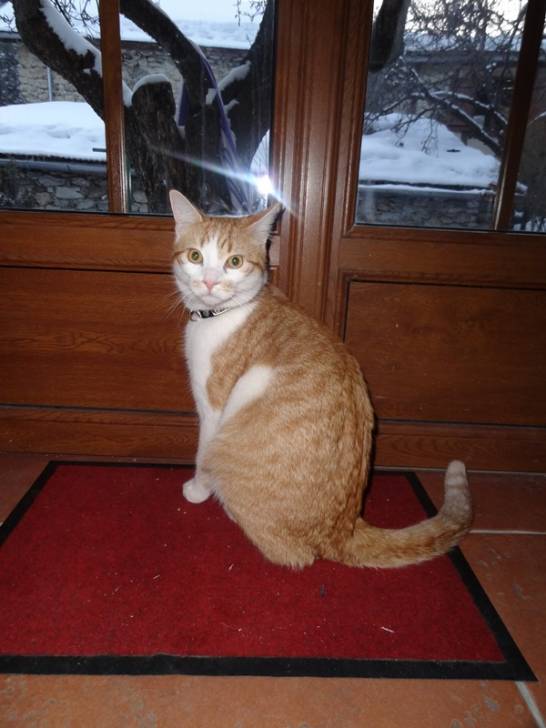 Tigrou - Mâle (4 ans)