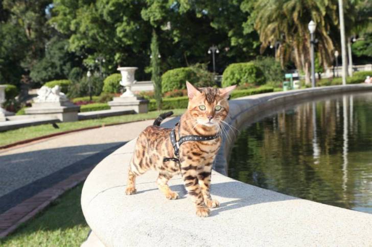 Apolo - Mâle (2 ans)