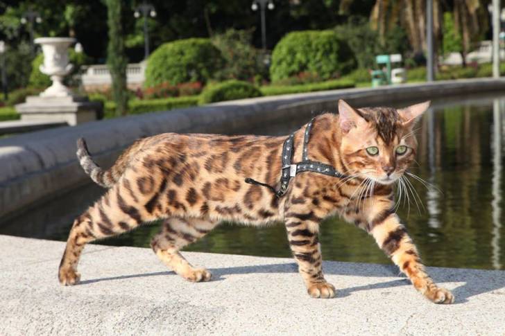 Apolo - Mâle (2 ans)