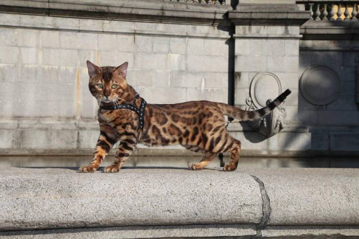 Apolo - Mâle (2 ans)