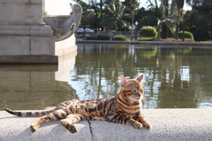 Apolo - Mâle (2 ans)