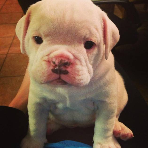 Tobi - Mâle (6 mois)