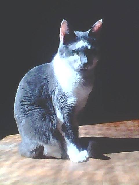 Compow Kitty - (12 ans)