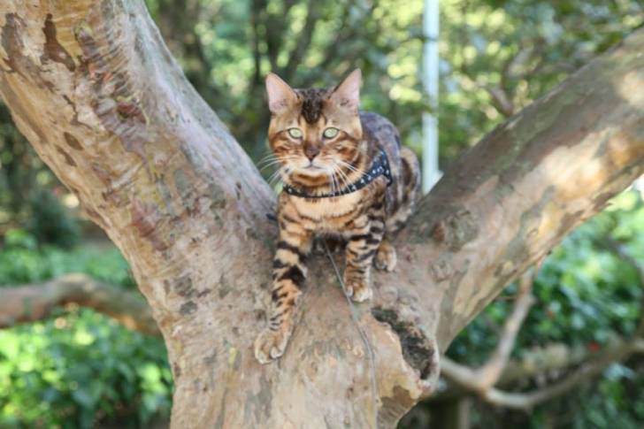 Bengal - Mâle (2 ans)