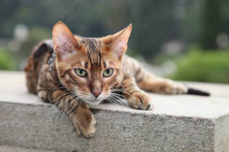 Toyger - Mâle (3 ans)