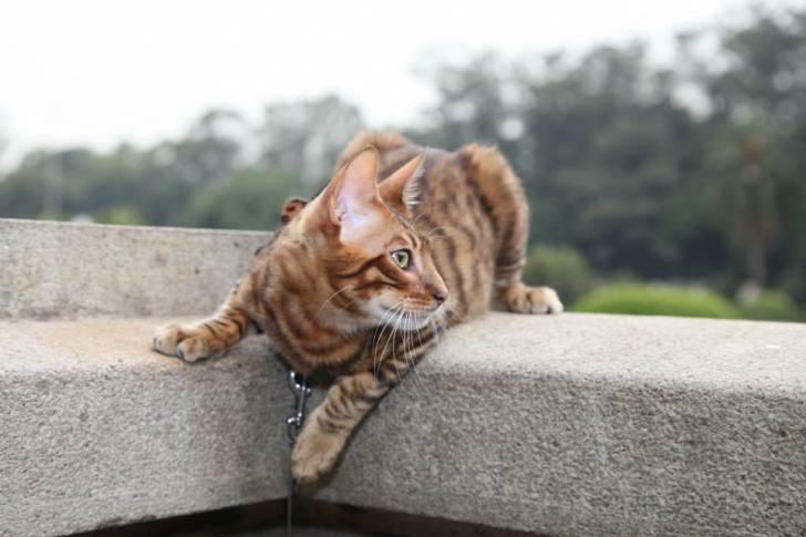 Toyger - Mâle (3 ans)