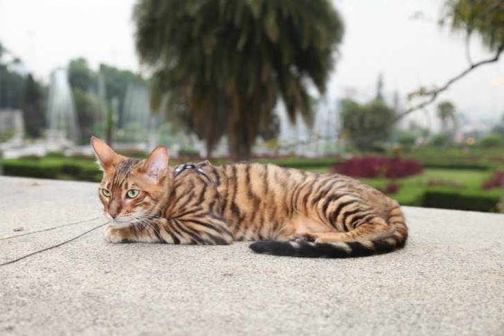 Toyger - Mâle (3 ans)