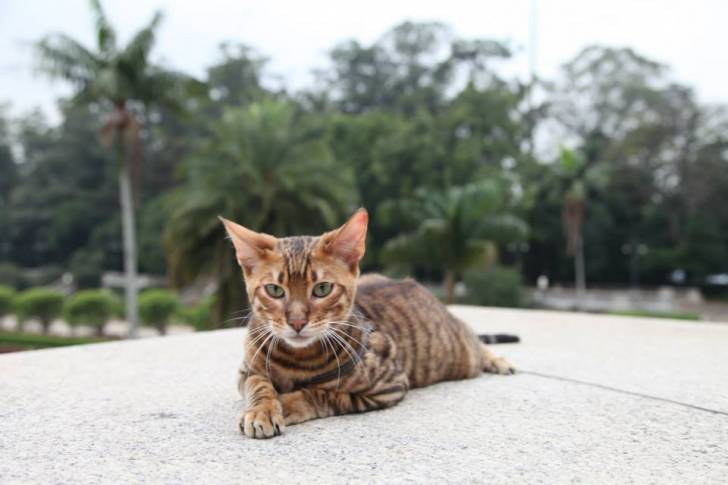 Toyger - Mâle (3 ans)