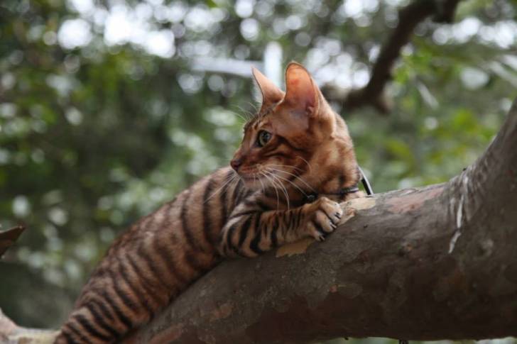 Toyger - Mâle (3 ans)