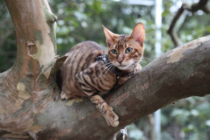 Toyger - Mâle (3 ans)