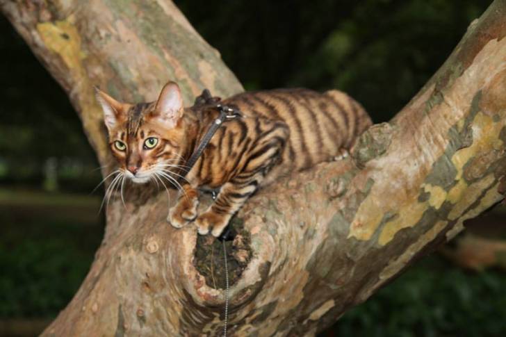 Toyger - Mâle (3 ans)