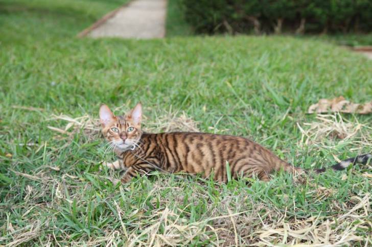 Toyger - Mâle (3 ans)