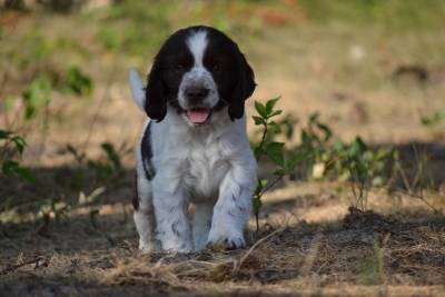 Flore -