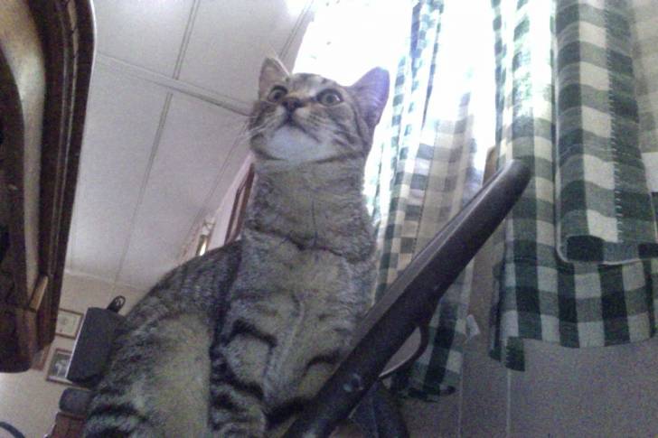 Leo! - Mâle (11 mois)