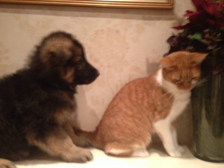 Nero and caramel - (5 ans)