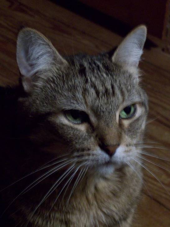 Tigger - (13 ans)