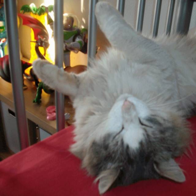Réglisse - Mâle (5 ans)
