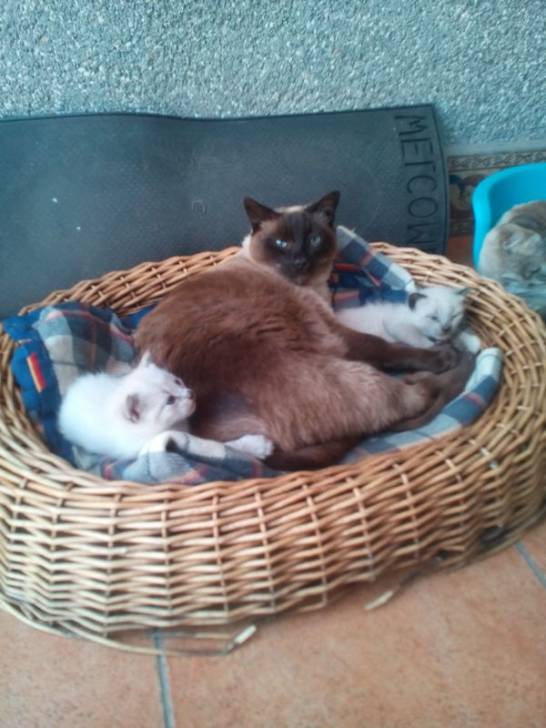 Estrella y su camada crece! -