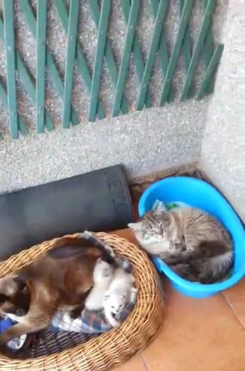 Camada, Estrella y Robin! -
