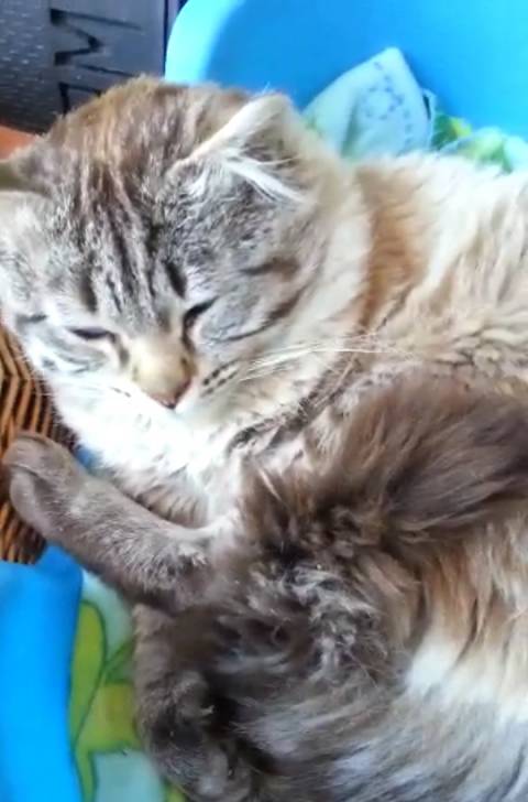 Robin! - Mâle (2 ans)