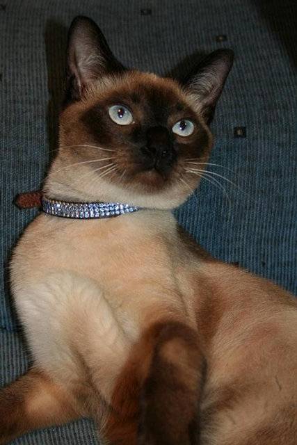 Pelusa - (6 ans)