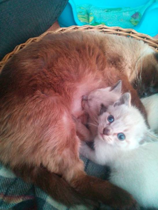 los gatitos de estrella - (1 mois)