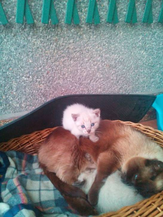 los gatitos de estrella - (1 mois)