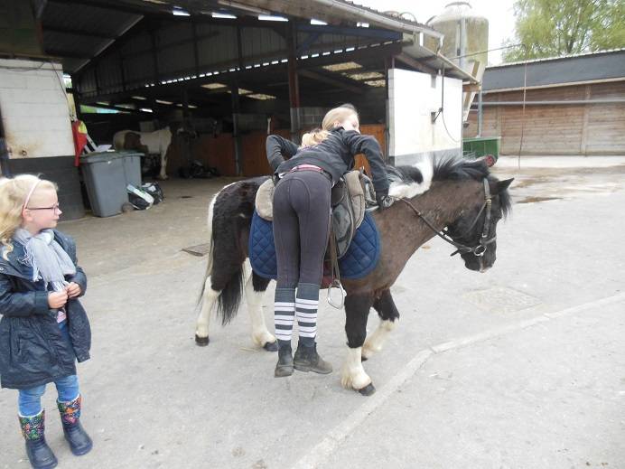 Moi qui essaie de monter sur mon bb de shetland ! - Mâle