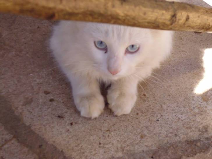 Snow - (9 mois)