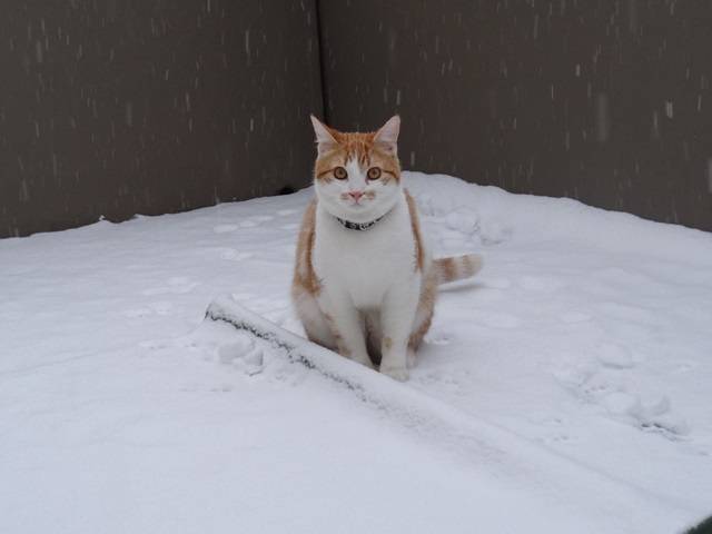 tigrou à la neige - Mâle (4 ans)