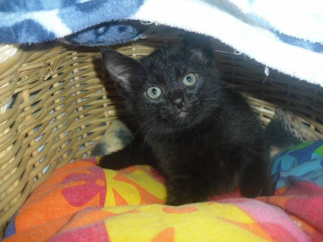 Zira - (9 mois)