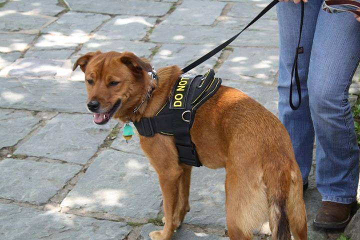 Skye - (4 ans)