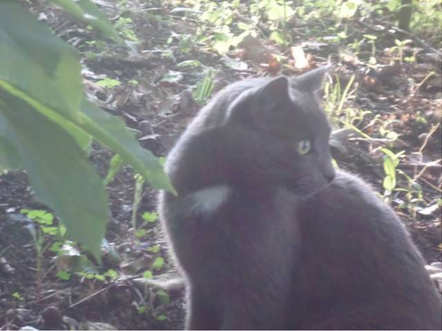 Rocky - Mâle (4 ans)