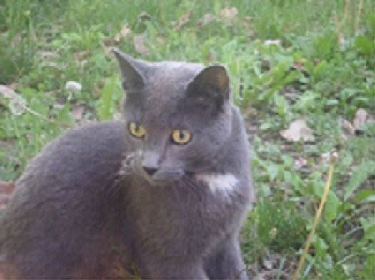 Rocky - Mâle (4 ans)