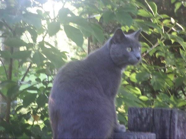Rocky - Mâle (4 ans)