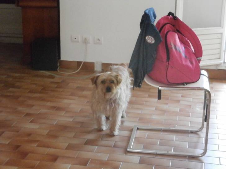 Chouchou - (8 mois)