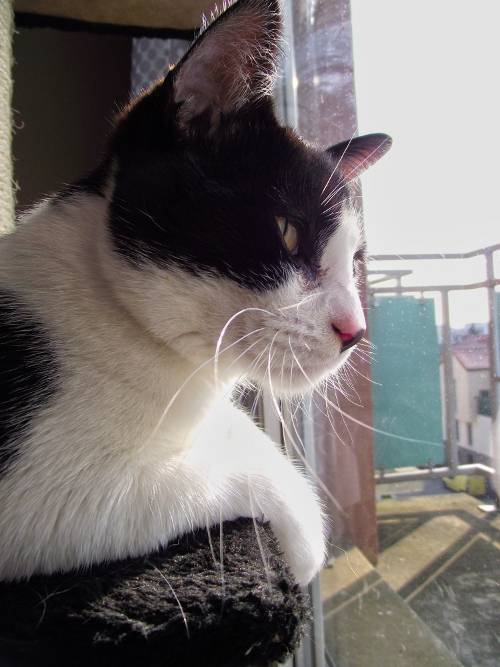 Pimouss - Mâle (2 ans)