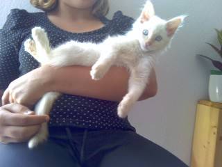 blanco - Mâle (1 an)