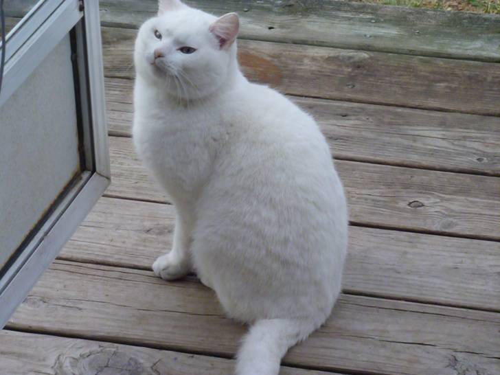 snowball - Mâle (4 ans)