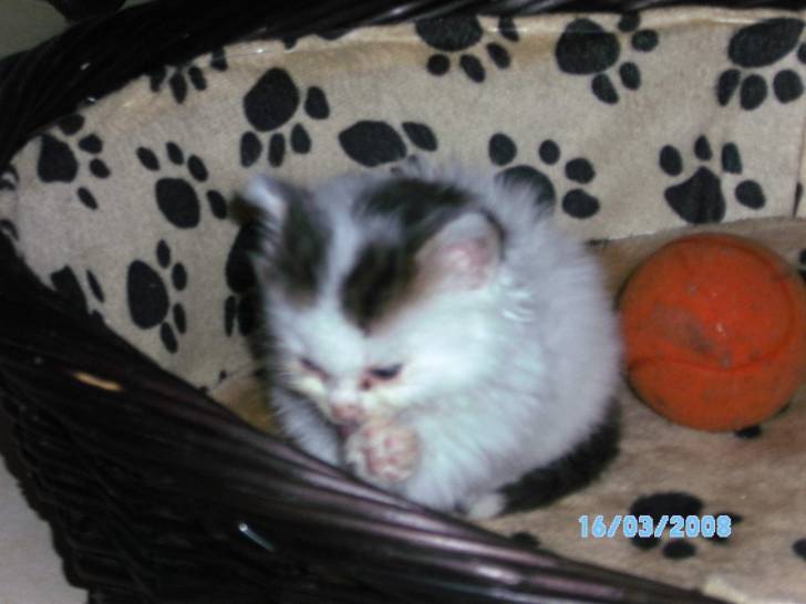 ficelle - (3 mois)