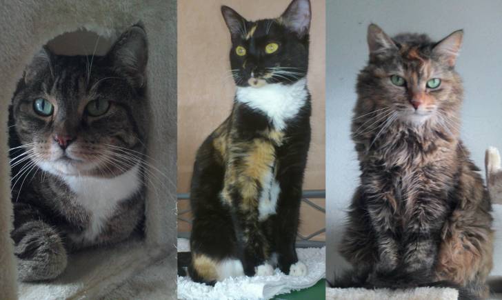 Mes minettes - (13 ans)