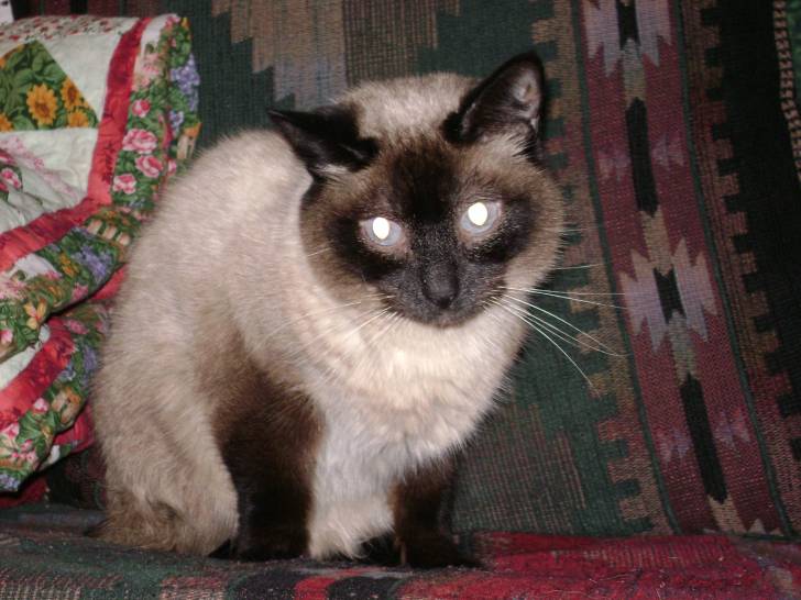 Jackpot - Mâle (8 ans)