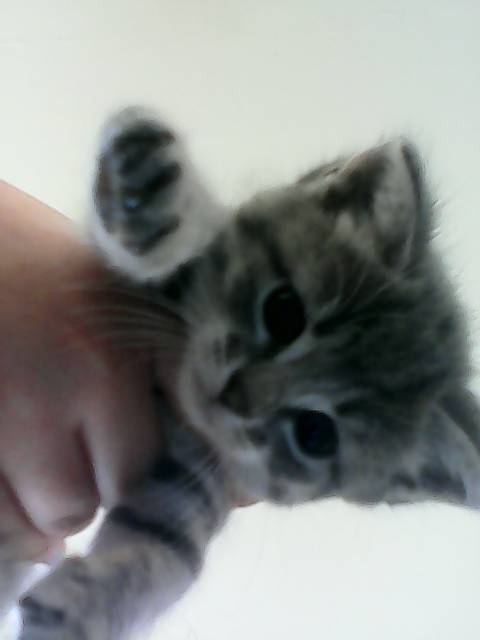 Mel - (2 mois)