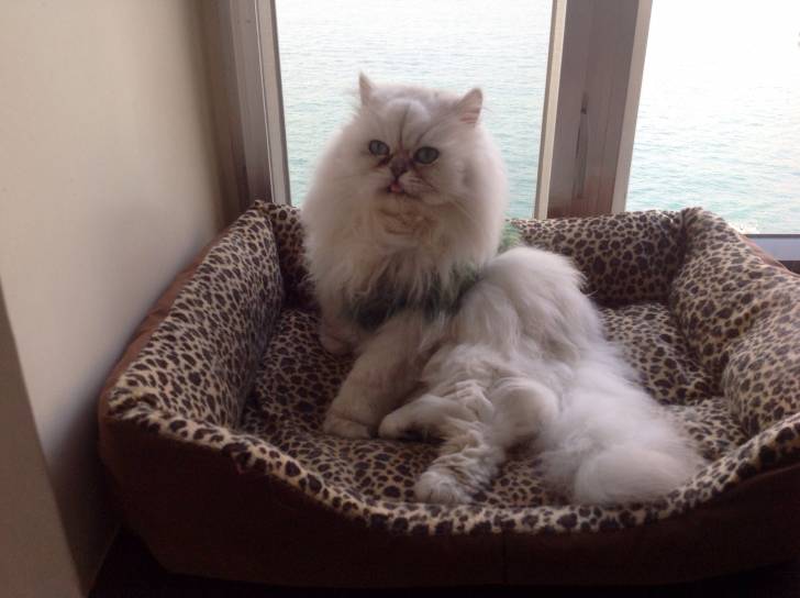 Kitty - (3 ans)