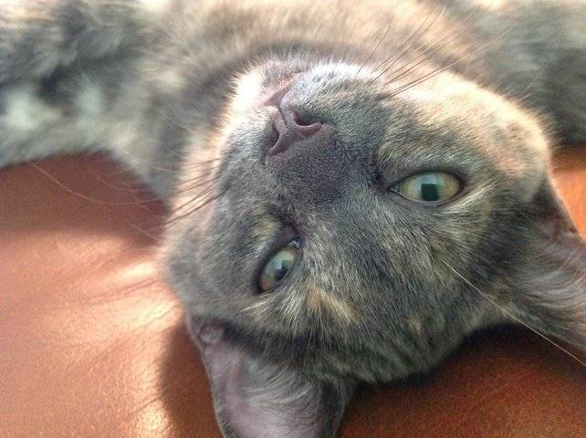 Blueberry - (3 mois)