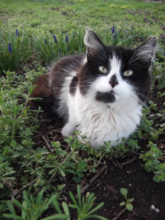 Frankie Cat -