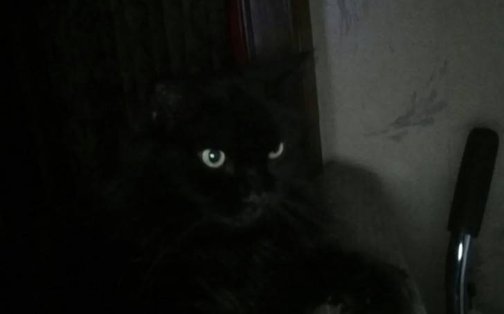 Clifford - Mâle (10 ans)