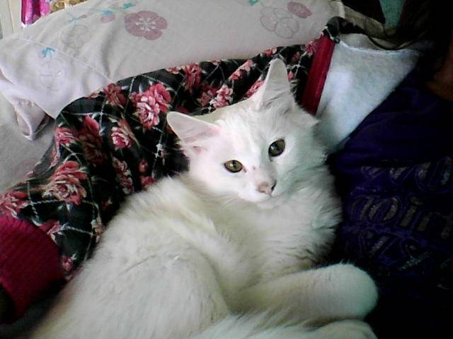 leonsito - Mâle (7 mois)