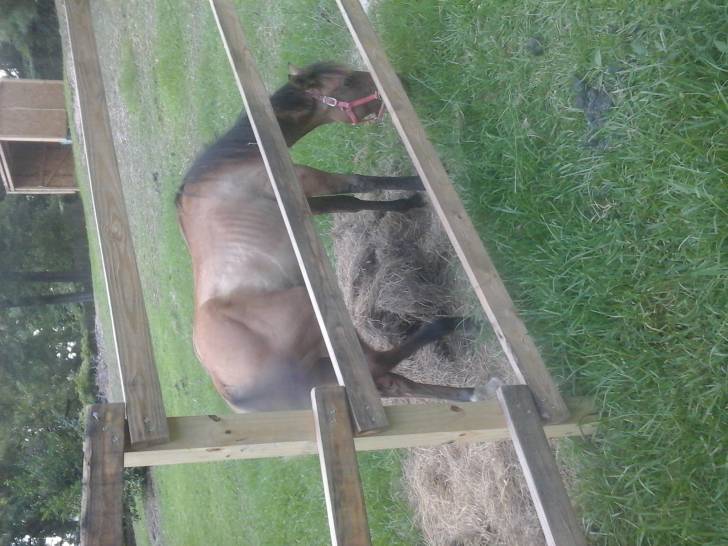 Ember - (6 mois)